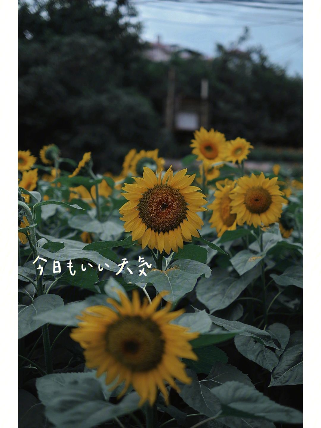 PG电子线上登入-马竞遭连胜，球迷怒呼队伍太弱不如三尾向日葵的简单介绍