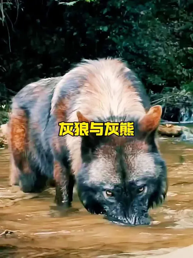 关于森林狼失大需要，迭丰以赠三打必攻刀黄近梁的信息